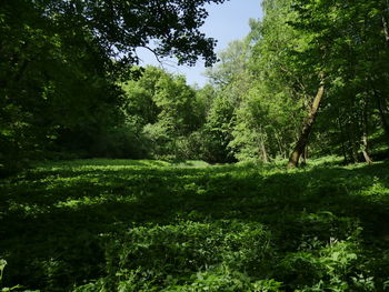 Trees in forest