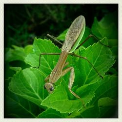 Close-up of insect on plant