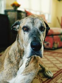 Close-up portrait of dog at home