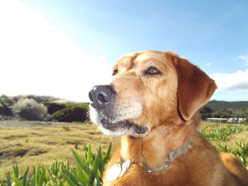 Close-up of dog looking away on field