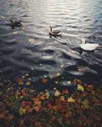 High angle view of ducks swimming in lake