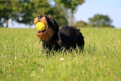 Close-up of a dog on field