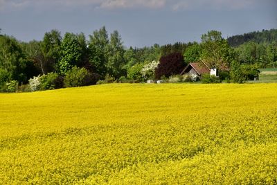 Scenic view of yellow flower field and farmhouse against sky