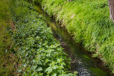 Close-up of fresh green plants