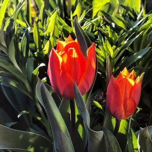 Close-up of red tulip flowers