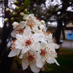 Close-up of flower tree