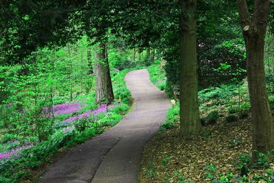 Pathway along trees in forest