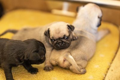 Portrait of a dog at home