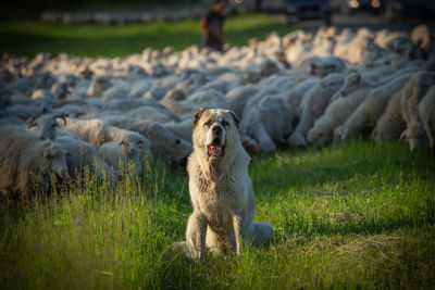 View of dog on field. the dog guards the sheep.