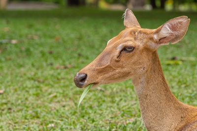 Close-up portrait of a horse on field