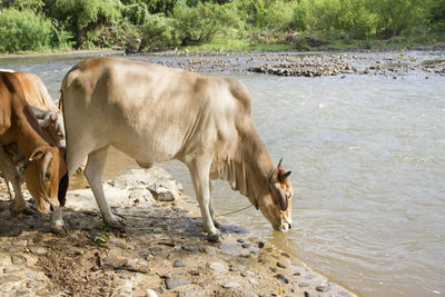 Horse standing in a water