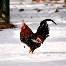 Bird on snow