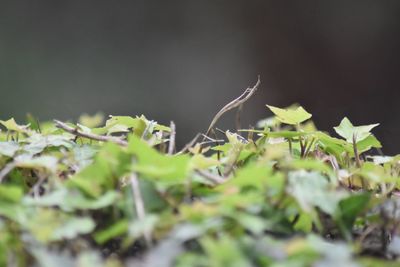 Close-up of snake on plant