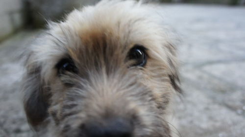 Close-up portrait of dog