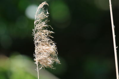 Close-up of water drops on plant