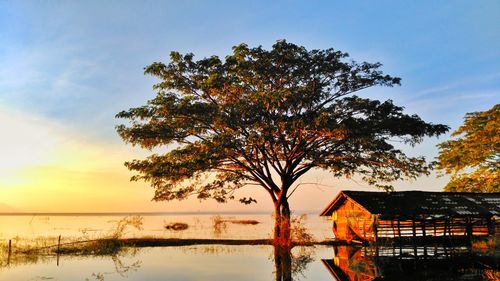 Tree by sea against sky during sunset