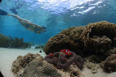 Young woman snorkeling in sea