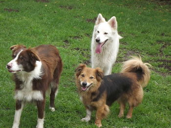 View of two dogs on field