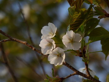 Close-up of white cherry blossom tree