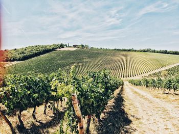 Scenic view of vineyard against sky