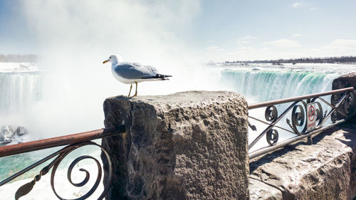 Seagull perching on railing against waterfall