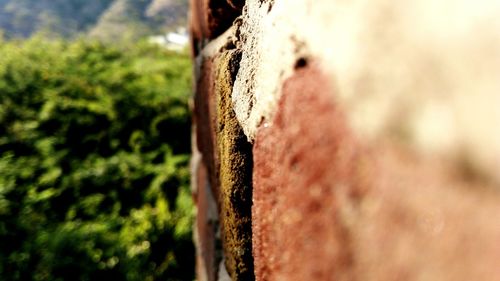 Close-up of tree trunk