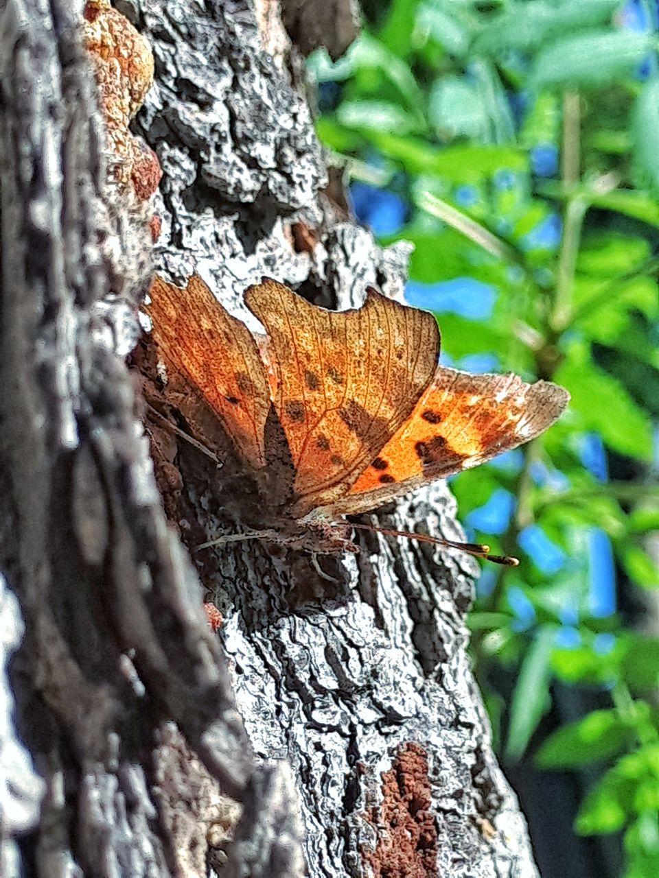 trunk, tree trunk, tree, plant, close-up, textured, selective focus, nature, day, no people, focus on foreground, wood - material, outdoors, rough, plant bark, bark, plant part, leaf, animals in the wild, growth, lichen, butterfly - insect