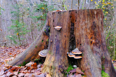 Mushrooms growing on tree stump in forest