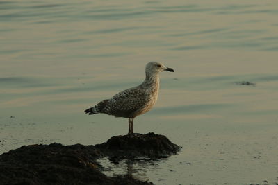 Seagull perching by seashore