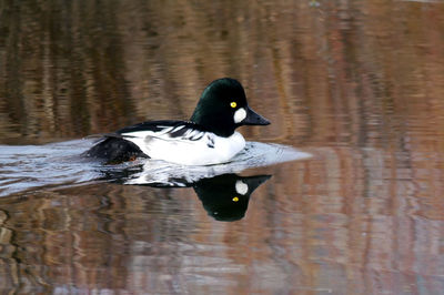 Close-up of duck swimming on lake