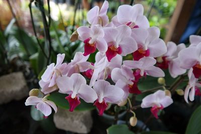 Close-up of pink flowers