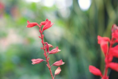 Close-up of red flowers blooming outdoors