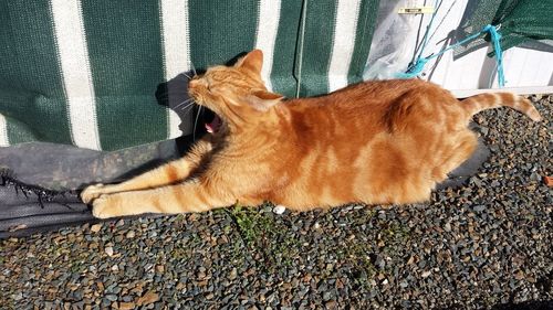 Close-up of ginger cat