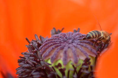 Close-up of orange flower