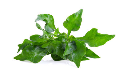 Close-up of green leaves against white background