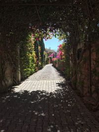 Footpath amidst ivy