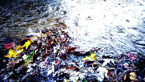 Leaves floating on water