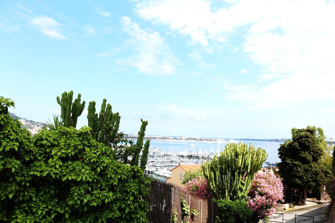 PLANTS AGAINST SEA AND TREES AGAINST SKY