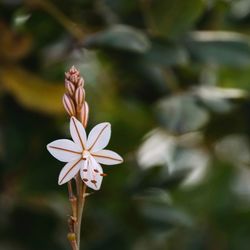 Close-up of white flowering plant