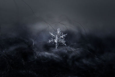 Close-up of snowflake