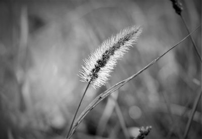 Close-up of stalks on field against blurred background