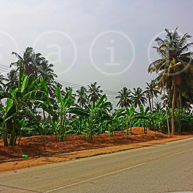 palm tree, tree, road, growth, the way forward, street, plant, transportation, clear sky, nature, road marking, sky, outdoors, no people, day, diminishing perspective, green color, tranquility, empty road, sunlight