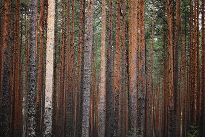 Full frame shot of trees in forest