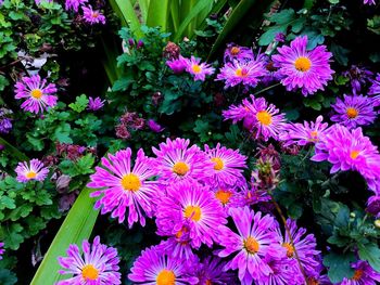 High angle view of pink flowering plants