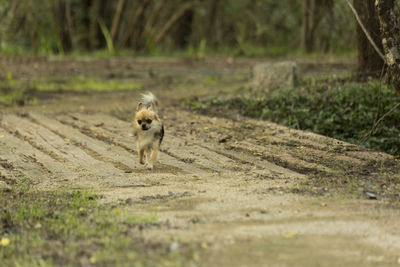 Dog on the road