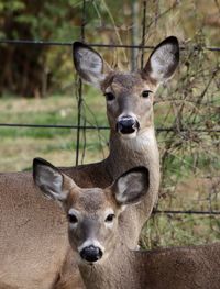 Portrait of deer