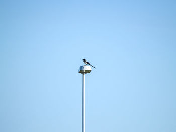 Low angle view of bird perching against clear blue sky