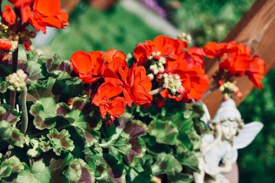 Close-up of red flowering plants