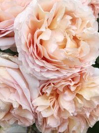 Full frame shot of rose bouquet