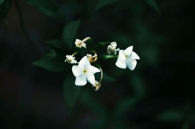 Close-up of white flowers blooming outdoors